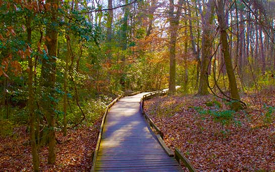 Congaree National Park Travel Insurance